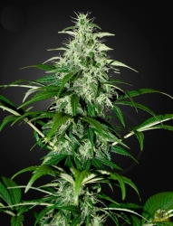 Kalashnikova Auto - Green House Seeds