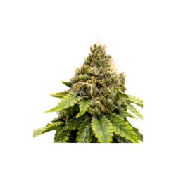 Karel's Dank Reg. - Super Sativa Seed Club