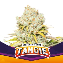 Tangie - BSF Seeds