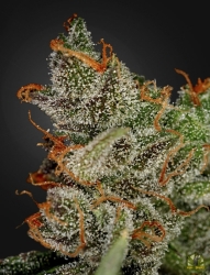 King’s Kush - Green House Seeds