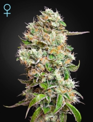 King’s Kush Auto CBD - Green House Seeds