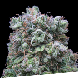 Kush Exclusive - Exclusive Seeds