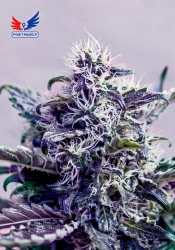 Kush Express - Positronics Seeds