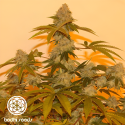 Lazy Lightning Reg. - Bodhi Seeds