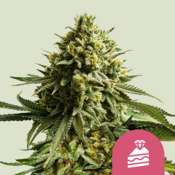 Wedding Cake - Royal Queen Seeds