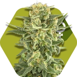 White Cheese F.F - Zambeza Seeds