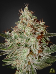 Lemon Skunk - Green House Seeds