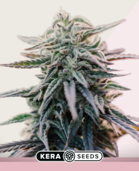 White Widow - Kera Seeds