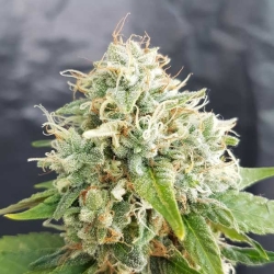 Little Stilton Auto reg. - Freedom Of Seeds