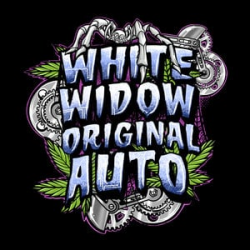 White Widow Original Auto - Sumo Seeds