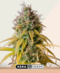 Zkittels - Kera Seeds