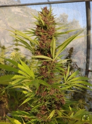 Malawi X Pck Reg. - ACE Seeds