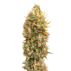 Masterkush CBG - CBD+ Buds