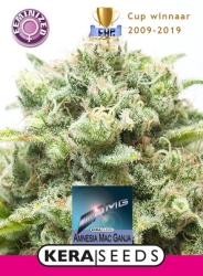 Medical AMG Haze - Kera Seeds