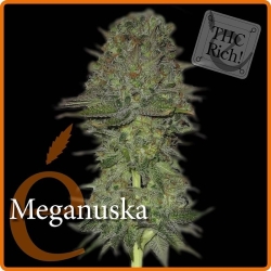 Meganuska - éLite Seeds