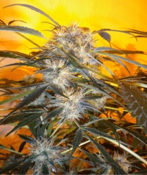 Nirvana Sky - Super Auto by Flash Seeds