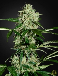 Northern Lights Auto - Green House Seeds