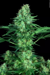 Original White Widow (IBL) - Paradise Seeds