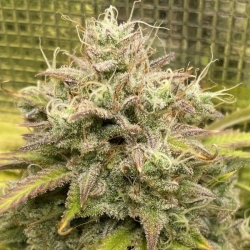 Alchemist's Apprentice Autoflowering - Night Owl Seeds