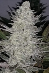 Pineapple Dynamite Reg. - Lineage Genetics