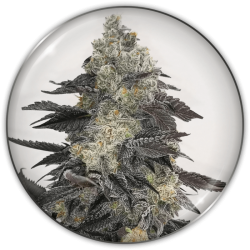 Pink Sherbert - Medical Seeds