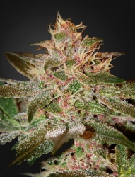 Pure Kush - Green House Seeds