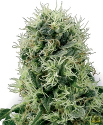 Pure Power Plant - White Label Seeds