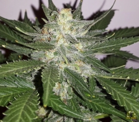 Radical Auto - Absolute Cannabis Seeds