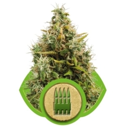 Royal AK Automatic - Royal Queen Seeds