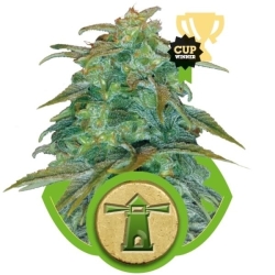 Royal Haze Automatic - Royal Queen Seeds