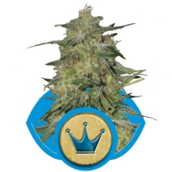 Royal Highness - Royal Queen Seeds