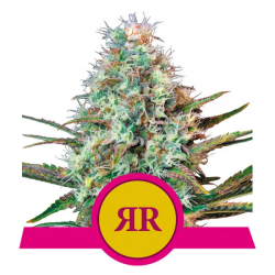 Royal Runtz - Royal Queen Seeds