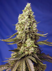 Runtz XL Auto - Sweet Seeds