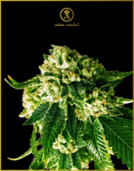 Russian Gold - Anaconda Seeds