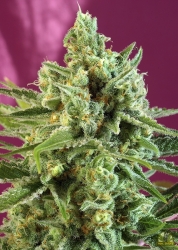 S.A.D. Sweet Afgani Delicious CBD - Sweet Seeds