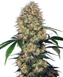 Sensi Amnesia XXL Automatic - Sensi Seeds