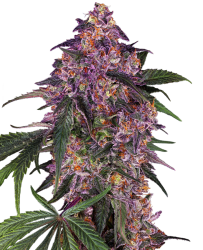 Sensi Purple Kush - Sensi Seeds