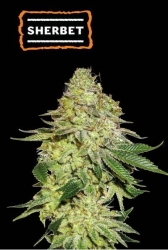 Sherbet - SeedStockers