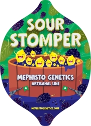 Sour Stomper Auto - Mephisto Genetics