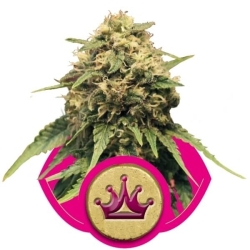 Special Queen #1 - Royal Queen Seeds