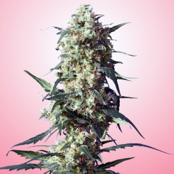 Spliff's Strawberry - Spliff Seeds