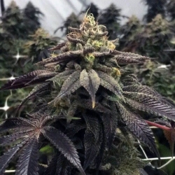 StarCake - Pheno Finder Seeds