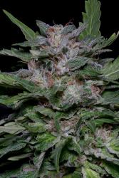 Strawberry Banana - Big Head Seeds