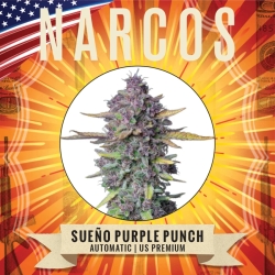 Sueño Purple Punch - Narcos Seeds