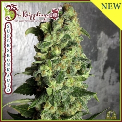 Super Skunk Auto - Dr Krippling Seeds