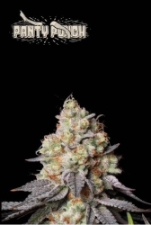 Superior Panty Punch Auto - Seedstockers