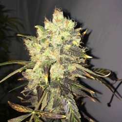 Supreme CBD Durban - Nirvana Seeds