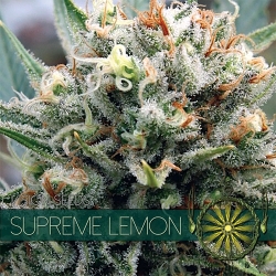 Supreme Lemon (Vision Seeds) - Vision Seeds