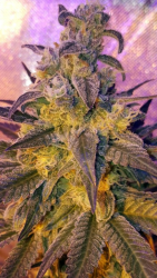 Sweet Peach - Lineage Genetics