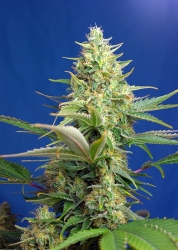 Sweet Pure Auto CBD - Sweet Seeds